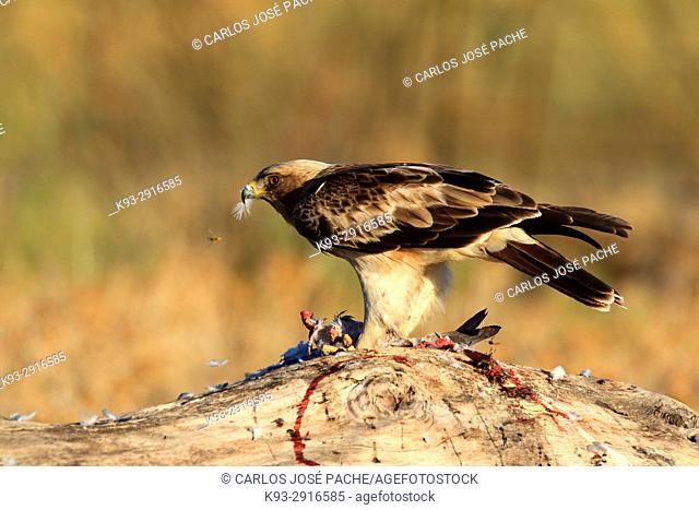 Male Booted eagle (Hieraaetus pennatus) with prey at dawn. Monfrague National Park, Extremadura, Spain
