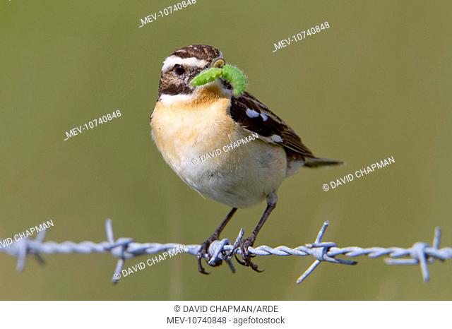 Whinchat - male on barbed wire with caterpillar in mouth (Saxicola rubetra)