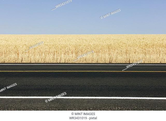 Road through fields of summer wheat, Whitman County, Palouse, Washington, USA