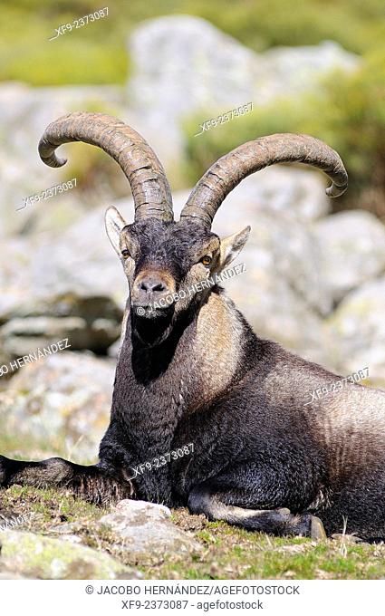 Spanish ibex(Capra pyrenaica) La Sierra Game Reserve.Gredos mountains.Cáceres province.Extremadura.Spain