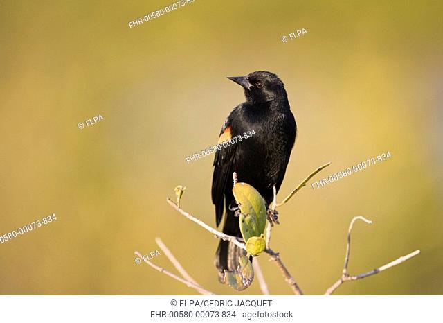 Red-winged Blackbird Agelaius phoeniceus adult male, perched on twig, in evening, Everglades N P , Florida, U S A , summer