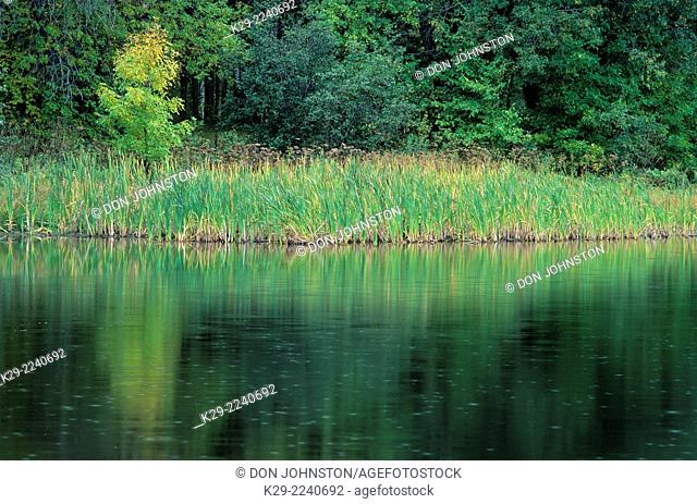 Cattails and single small maple reflected in the Vermilion River, Greater Sudbury, Ontario, Canada