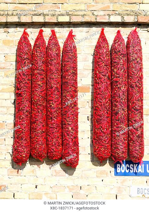 Red hungarian hot chili locally known as parika in the town of Kalocsa, the hungarian capital of Paprika  It is dried traditionally by hanging the peppers up...