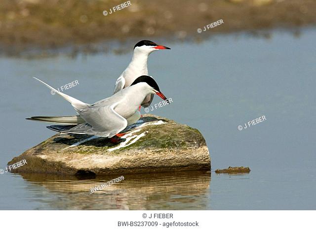 common tern Sterna hirundo, couple sitting on a stone jutting out of the water, Netherlands, Texel