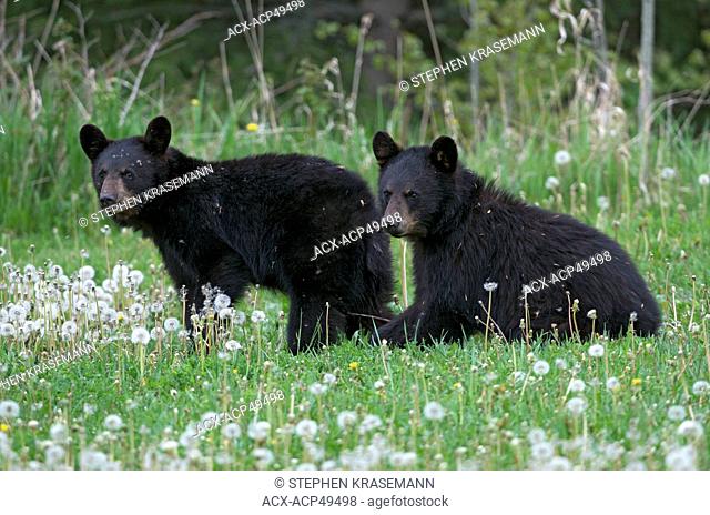 Wild Immature American Black Bear Ursus americanus, Quetico Provincial Park, Ontario