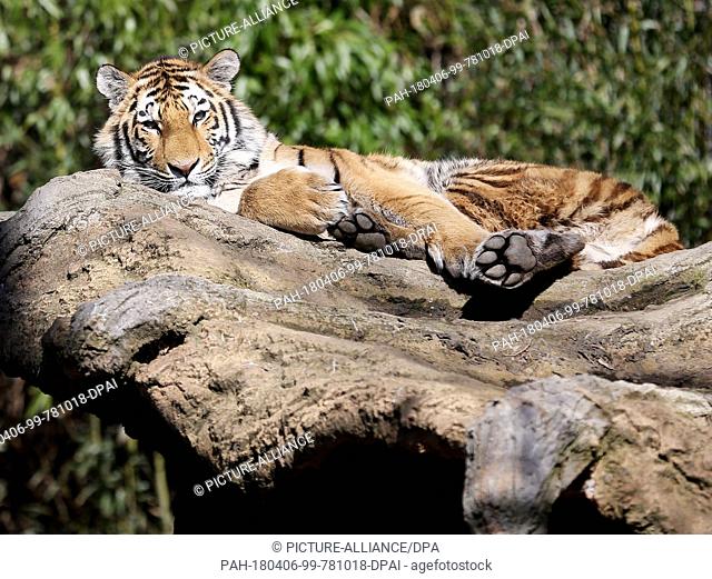 dpatop - 06 April 2018, Germany, Duisburg: A Siberian tiger enjoys the sun in its enclosure at the Duisburg Zoo. Photo: Roland Weihrauch/dpa