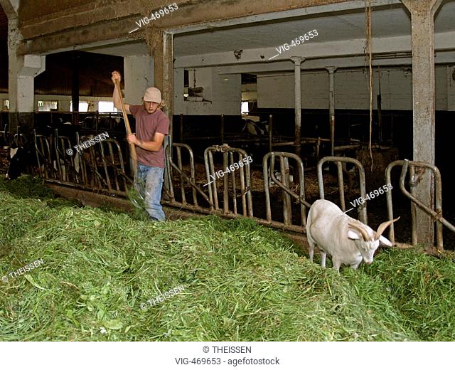 young farmer accompanied from goat feeding cows in cowshed with fresh hay. - 01/01/2007