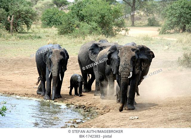 African Bush Elephants (Loxodonta africana), small herd of elephants with a baby elephant raising dust beside a waterhole, near Seronera