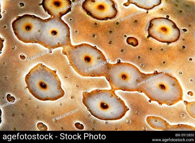 Detail of Eye patch sea cucumber (Bohadschia argus), Pacific, Great Barrier Reef, Australia, Oceania
