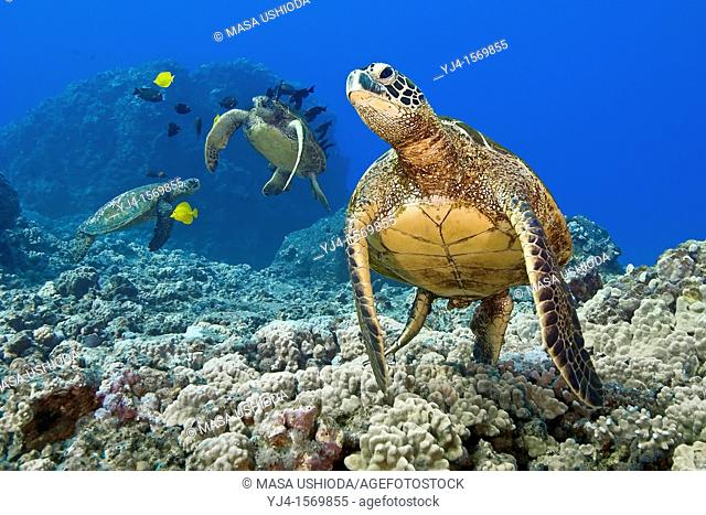 green sea turtles, Chelonia mydas, endangered species, being cleaned by yellow tangs, Zebrasoma flavescens, and gold-ring surgeonfish, Ctenochaetus strigosus