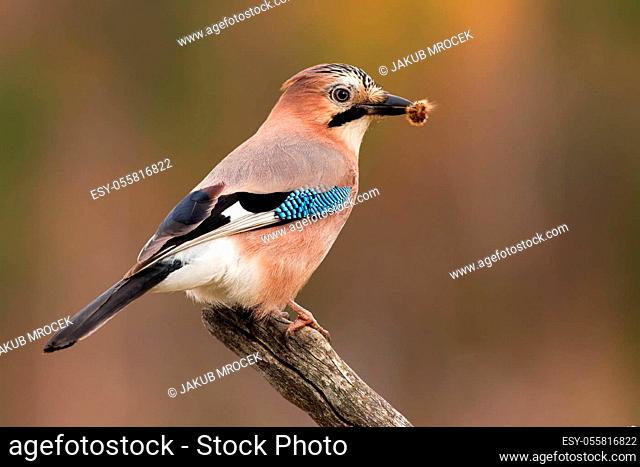 Eurasian jay, garrulus glandarius, sitting on branch in spring nature with a catch. Brown bird with colorful feather holding insect in beak