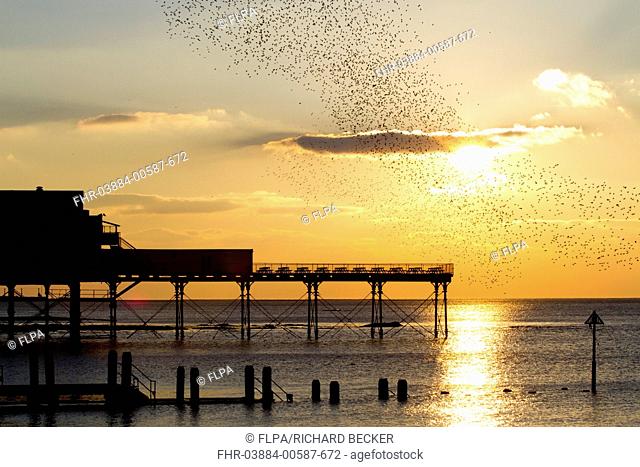 Common Starling Sturnus vulgaris flock, in flight, coming into roost over pier, silhouetted at sunset, Royal Pier, Aberystwyth, Ceredigion, Wales, February