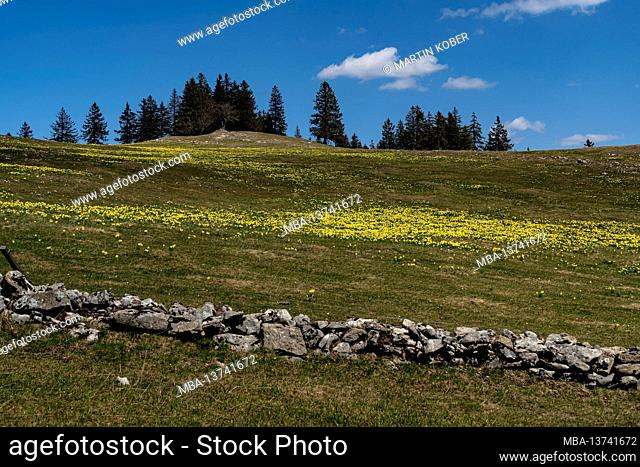 Every year in spring, the meadows in the Swiss Jura turn yellow when hundreds of thousands of daffodils bloom