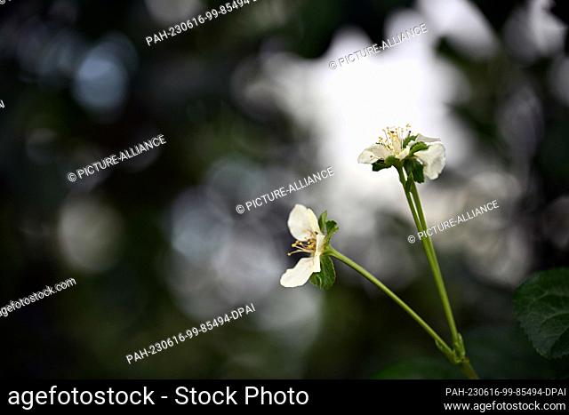 16 June 2023, Bavaria, Volkach: The last blossoms are on a plantation of plum trees near Volkach. Photo: Pia Bayer/dpa. - Volkach/Bavaria/Germany