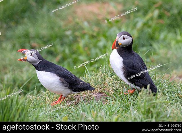 Atlantic Puffin (Fratercula arctica). Couple standing in grass, one of them calling. Iceland