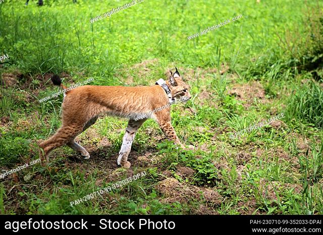 10 July 2023, Lower Saxony, Solling: Shortly after its release, the female lynx named F14 walks across a meadow. (to dpa: ""Lynx released in wilderness area in...