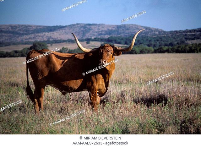 Texas Longhorn Cattle Wichita Mtns. NWR, Cache, OK