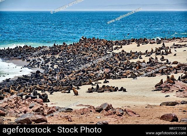 Brown fur seals, Arctocephalus pusillus, Skeleton Coast, Cape Cross, republic of Namibia, Africa