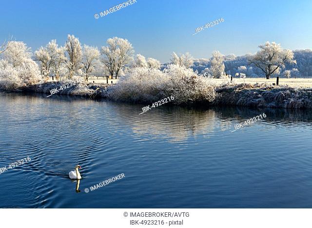 Swan swims in the Saale, river landscape in winter, trees with hoar frost on the banks, Lower Saale Valley nature park Park, Saxony-Anhalt, Germany, Europe