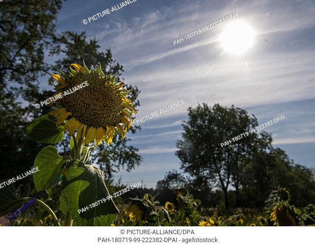 18 July 2018, Germany, Wildenhain: A dry sunflower in a field of the Agrarprodukte eG cattle raisers' group. Pasturing animals can be seen in the background
