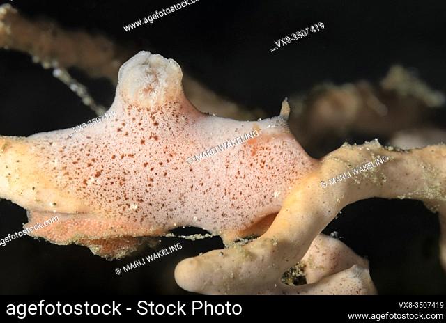 sea slug or nudibranch, Rostanga sp. , with eggs, has evolved to mimic the sponge upon which it feeds, Lembeh Strait, North Sulawesi, Indonesia, Pacific