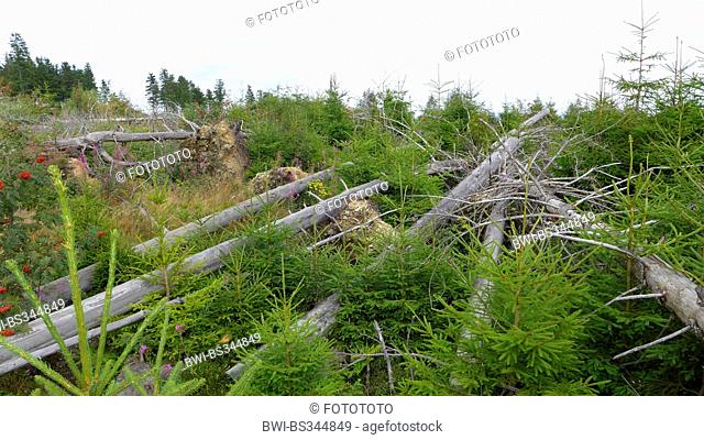 young spruces on storm damaged forest area by hurricane Kyrill, Germany, North Rhine-Westphalia