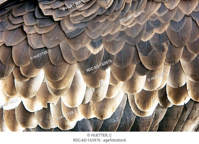 White-headed Vulture plumage detail Trigonoceps occipitalis Aegypius occipitalis