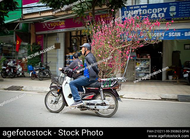 07 February 2021, Vietnam, Hanoi: A man transports branches with peach blossoms on his moped. The background is the custom of decorating houses with kumquat...