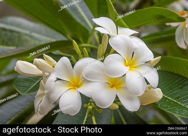 Close-up of Frangipani flowers at the Grand Hotel Angkor in Siem Reap, Cambodia