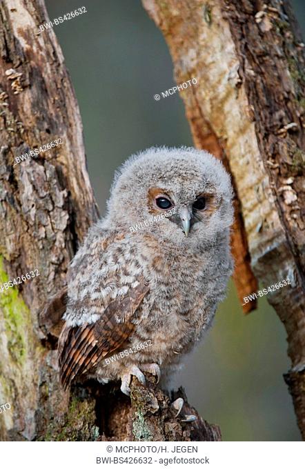 Eurasian tawny owl (Strix aluco), young brown owl sitting on dead wood, Germany