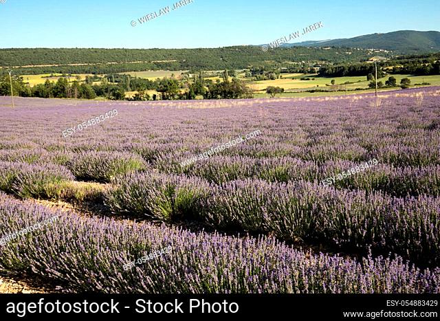 Lavender field in Provence, near Sault, France
