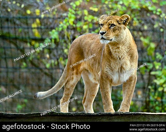 21 November 2023, Brandenburg, Eberswalde: A lioness stands in her enclosure at Eberswalde Zoo. After the sensational search for a supposed lioness in...