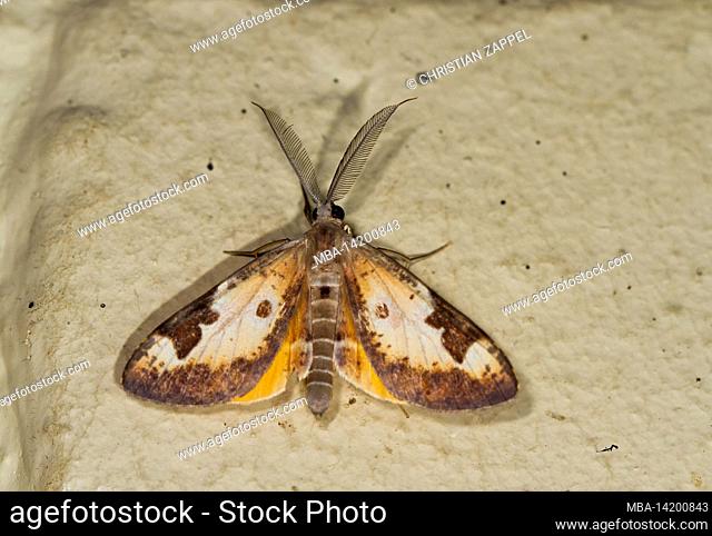 Moth, (Talanga sp.), Kinabalu National Park, Sabah, Borneo, Malaysia