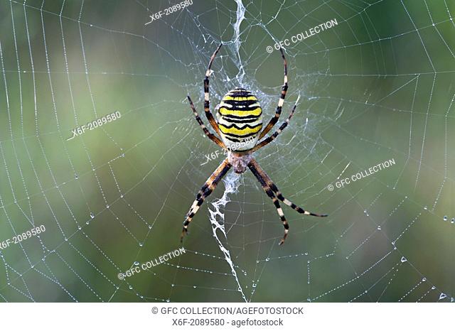 Wasp spider (Argiope bruennichi), sitting in the center of its net decorated with a vertical zigzag-type band of silk called stabilimentum