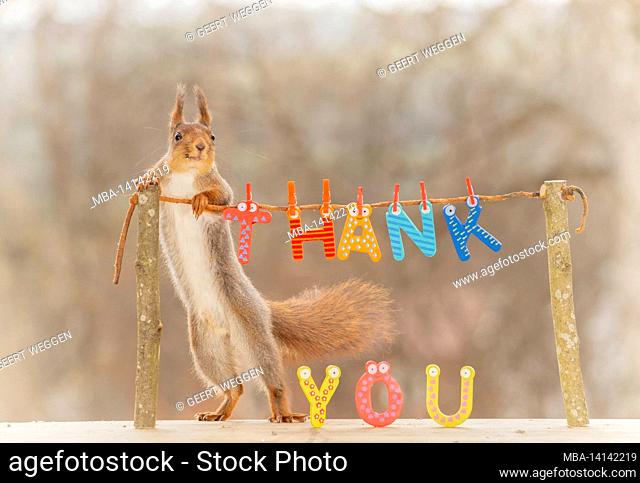 red squirrel is holding tree sticks with the word thank you