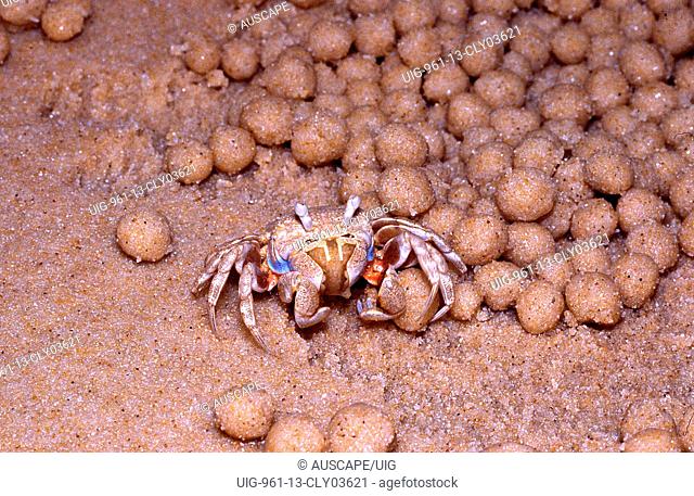 Sand bubbler crab with sand pellets created when scouring the beach for food, Australia