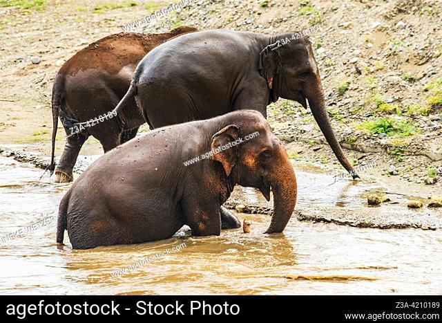 Three elephants walking out of a river in Thailand