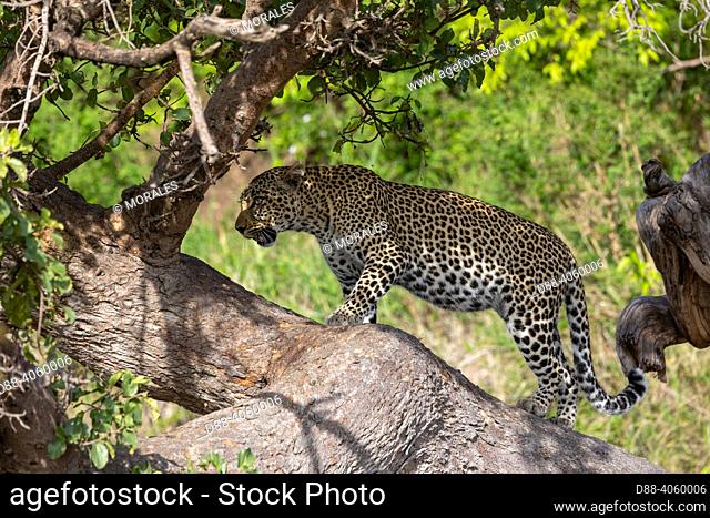 Africa, East Africa, Kenya, Masai Mara National Reserve, National Park, Leopard (Panthera pardus pardus), in a tree with his prey ( Impala)