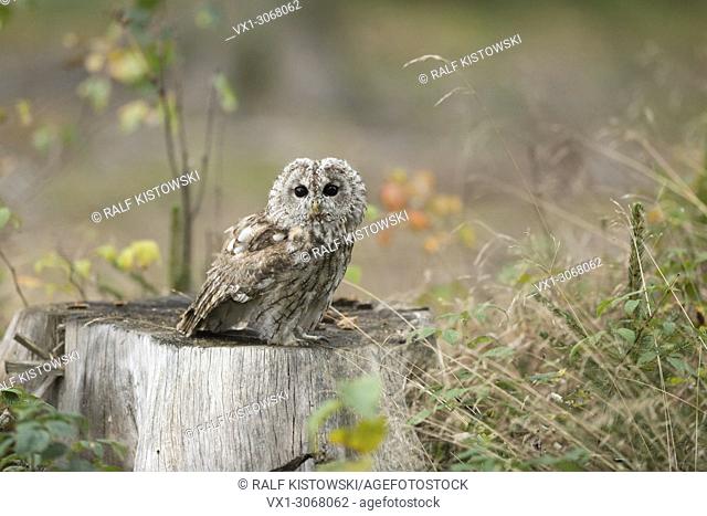 Tawny Owl ( Strix aluco ) sitting / perched on a tree stump in natural environment of a clearing, Europe