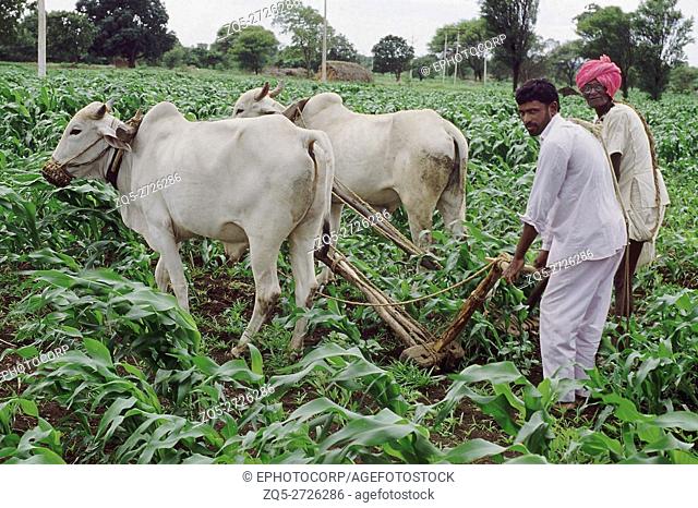 Traditional weeding with two animal drawn hoes (Kolpi) in Latur district, Maharashtra, India