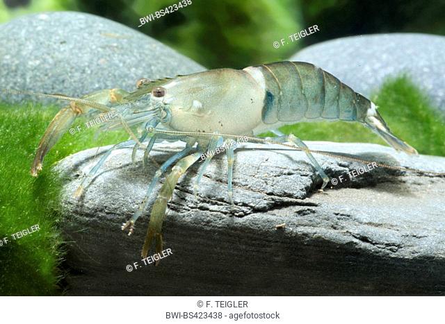 Himalayan freshwater shrimp (Macrobrachium agwi), sitting on a stone