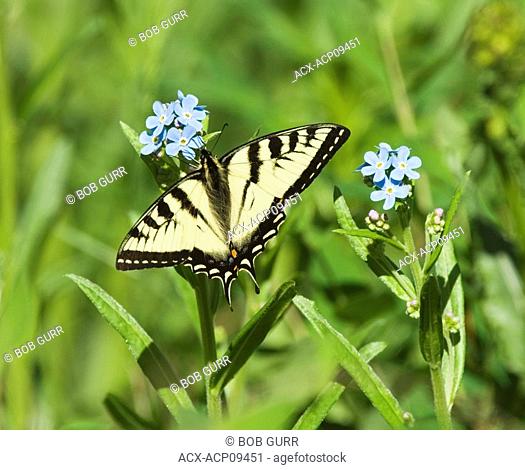 Tiger Swallowtail Pterourus glaucus Butterfly Adult  This species is the most widely distributed tiger swallowtail  Feeding in groups adults take nectar from a...