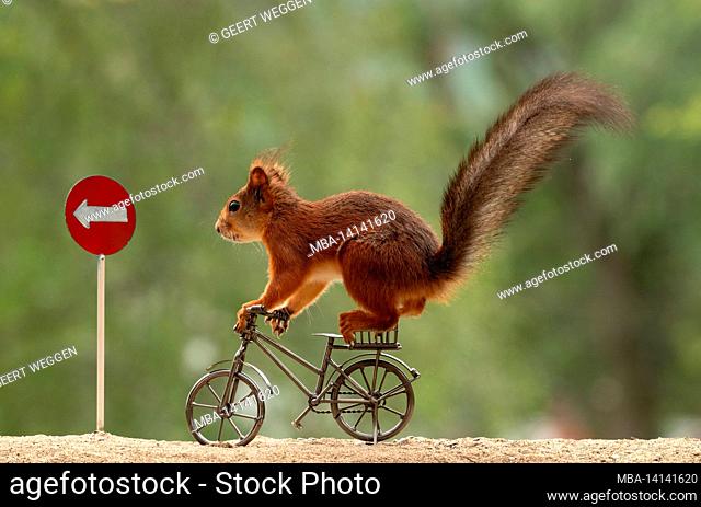 red squirrel is standing on a bicycle