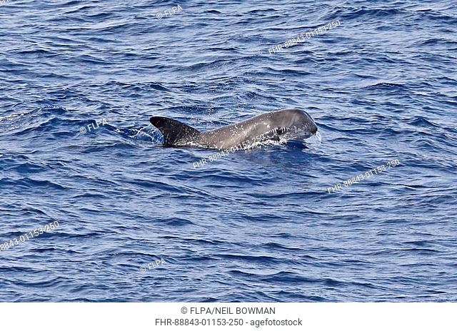 Risso's Dolphin (Grampus griseus) adult at surface eastern Atlantic Ocean, north of Cape Verde         May