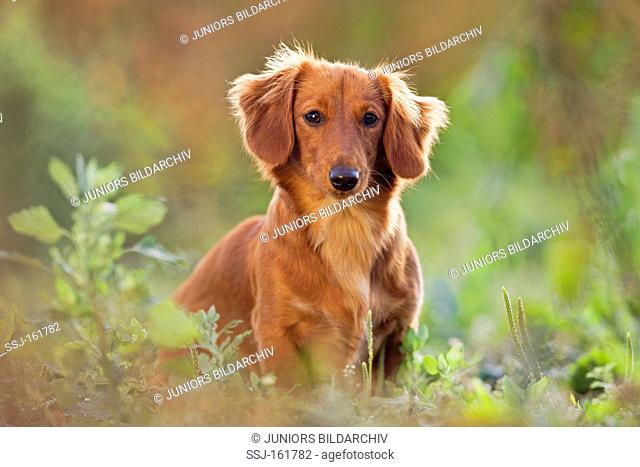 long-haired dachshund dog - sitting