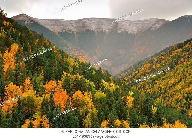 Bosque mixto en el valle de Vio, Fanlo Huesca