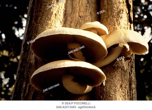 Black Poplar Mushroom (Agrocybe aegerita), Bolbitiaceae