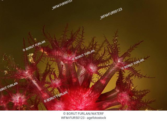 Red Gorgonia, Polyp Detail, Paramuricea clavata, Triscavac Bay, Susac Island, Adriatic Sea, Croatia
