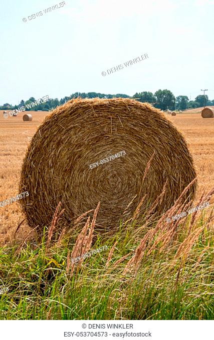 Round straw bales after harvesting in a big field during the day
