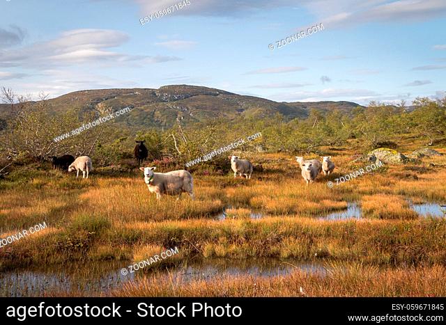 Herd of sheep in a mountain landscape in Setesdal Norway. Norwegian sheep is let out unprotected in the mountains in summer